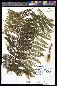 Cyathea leichhardtiana image