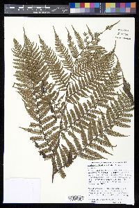 Cyathea leichhardtiana image