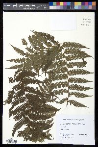 Cyathea latebrosa image