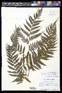 Cyathea wengiensis image