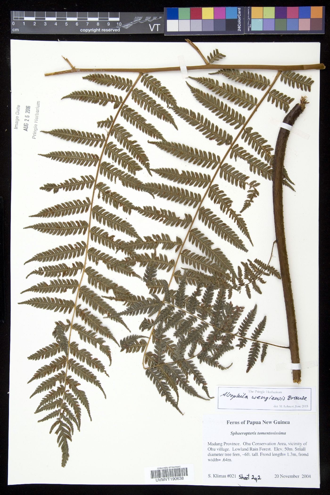 Cyathea wengiensis image