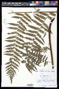 Cyathea wengiensis image