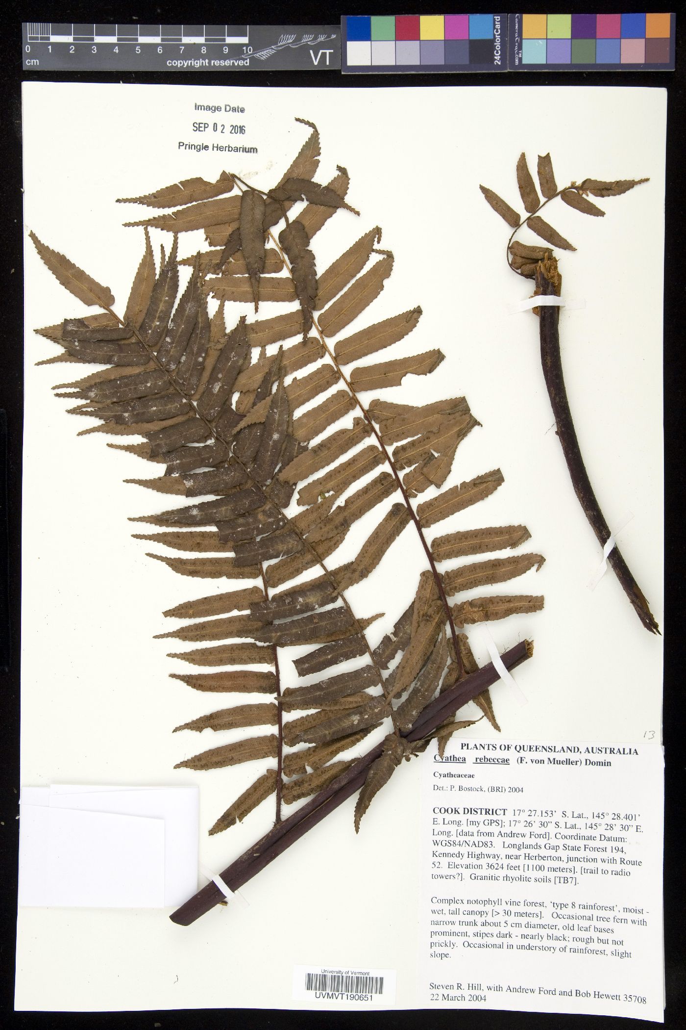 Cyathea rebeccae image