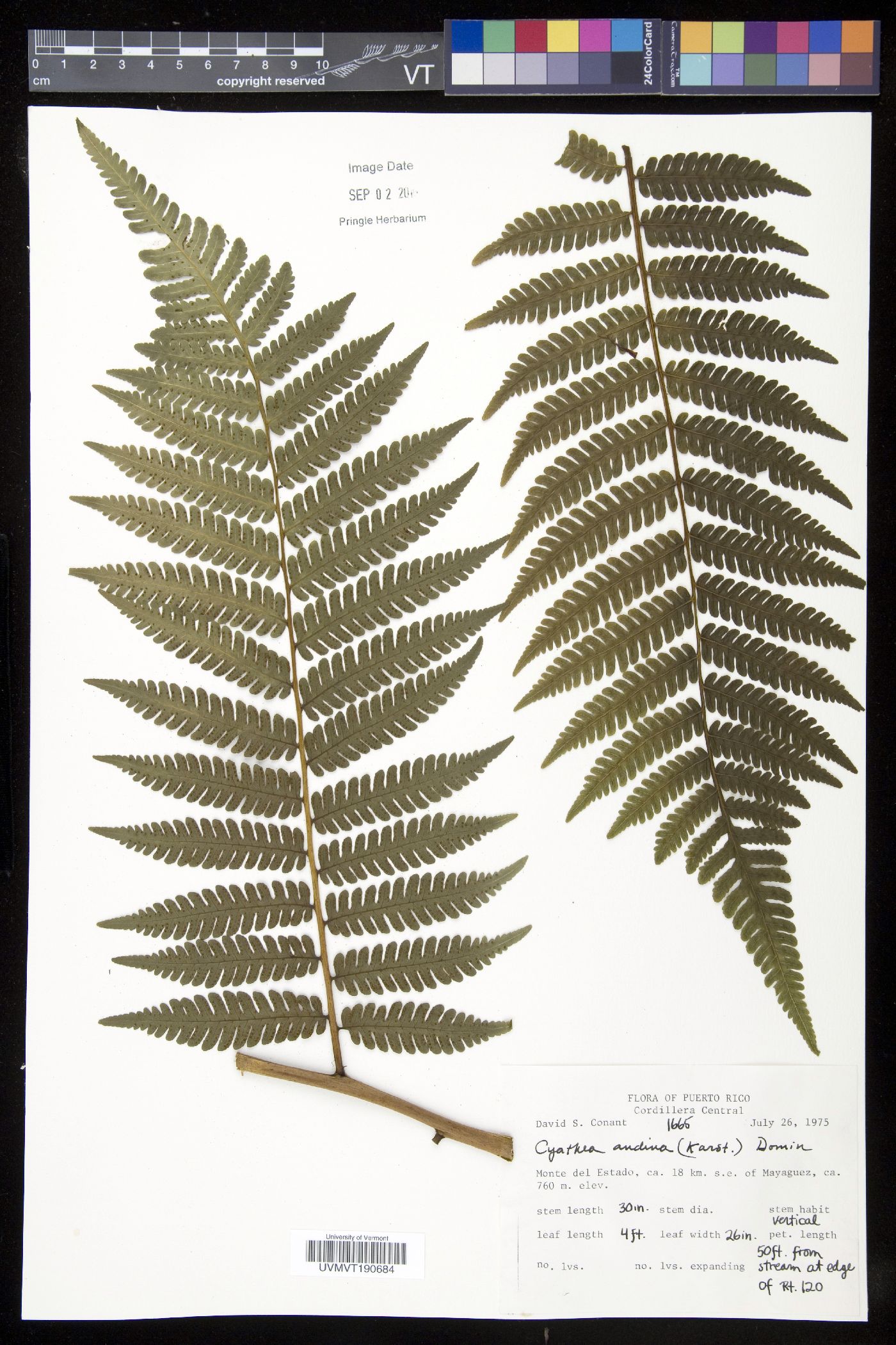 Cyathea andina image