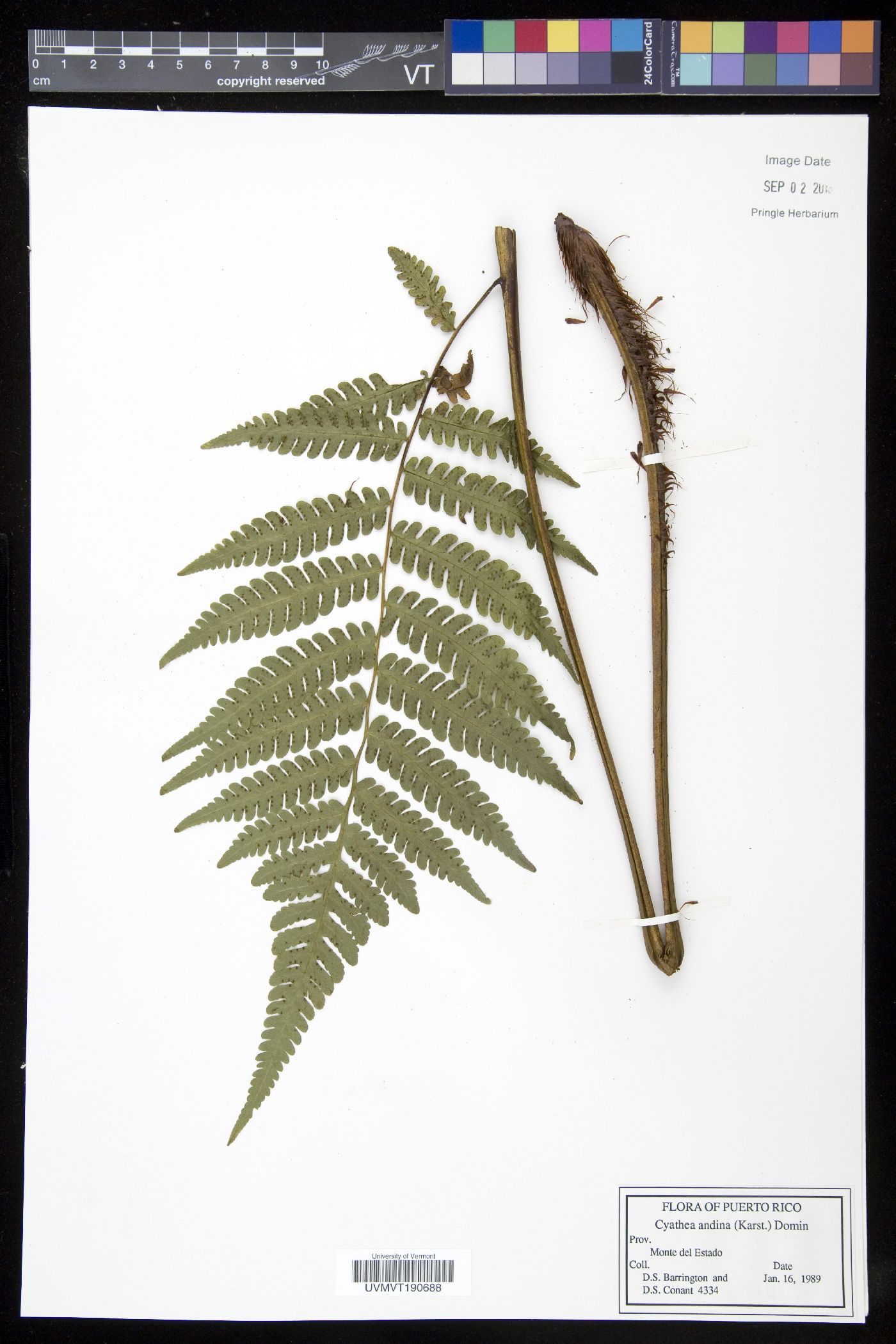 Cyathea andina image