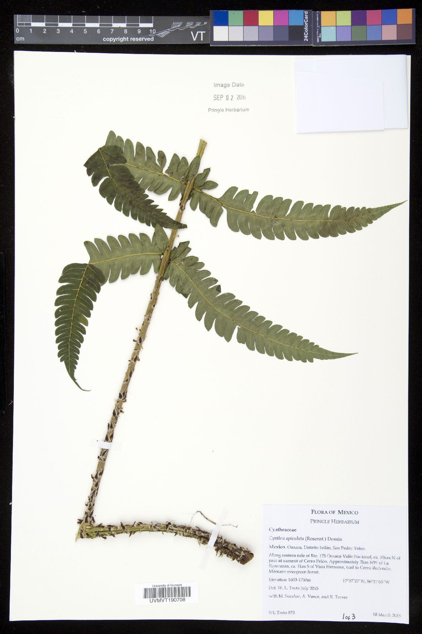 Cyathea apiculata image