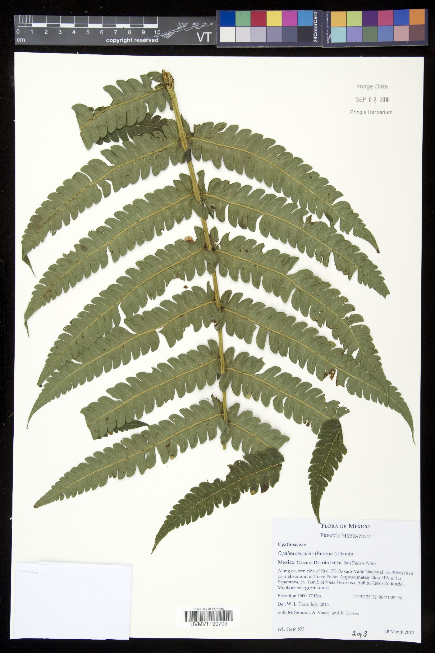 Cyathea apiculata image