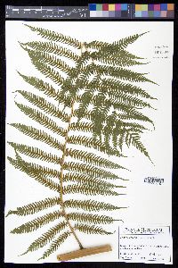 Cyathea arborea image