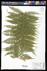 Cyathea arborea image