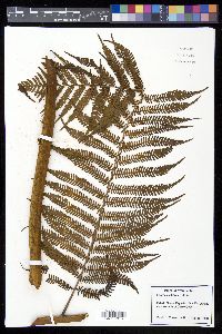 Cyathea arborea image