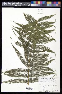 Cyathea arborea image