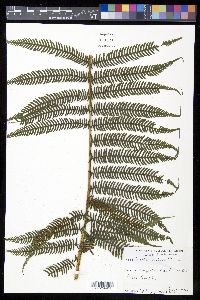 Cyathea arborea image