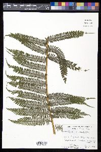 Cyathea arborea image