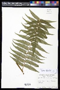 Cyathea aspera image