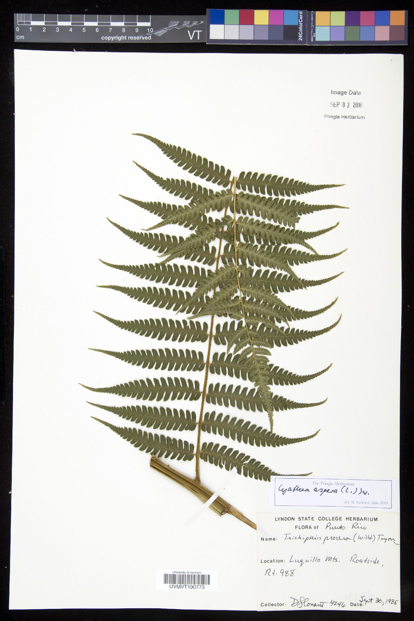 Cyathea aspera image