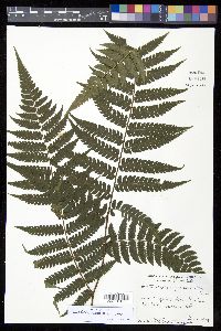 Cyathea aspera image