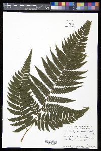 Cyathea aspera image