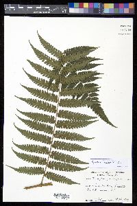 Cyathea aspera image