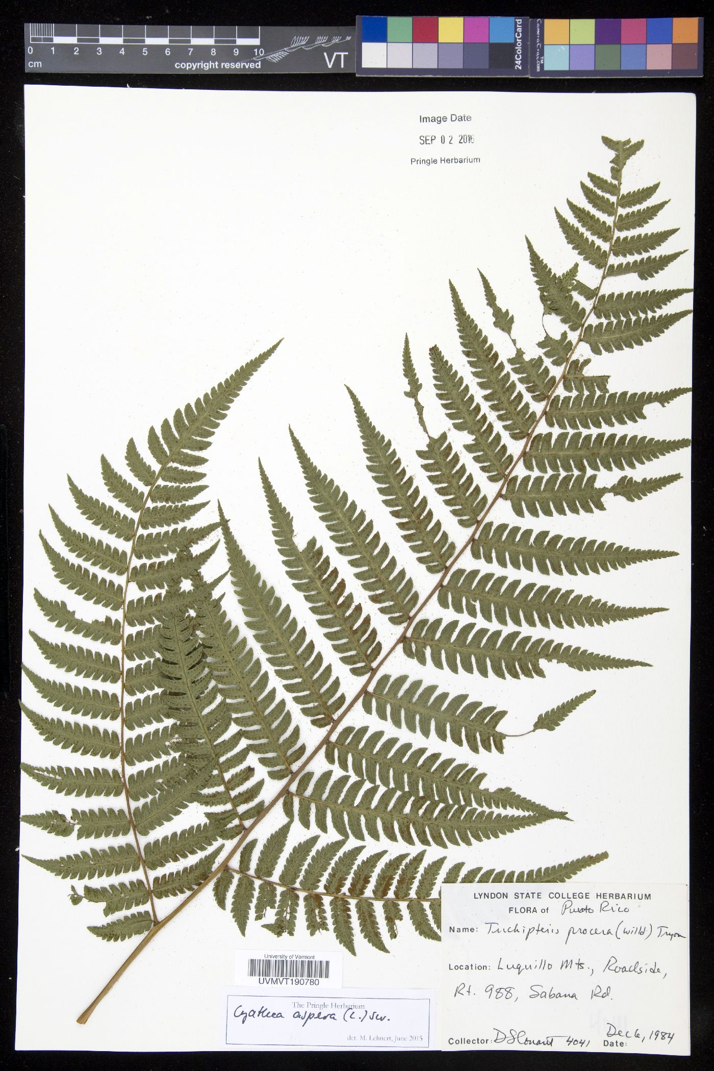 Cyathea aspera image