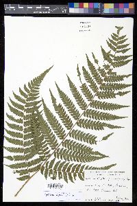 Cyathea aspera image