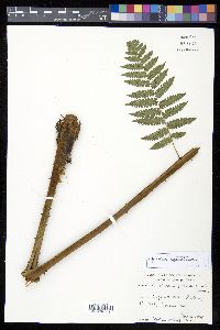 Cyathea aspera image