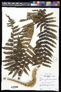 Cyathea atahuallpa image