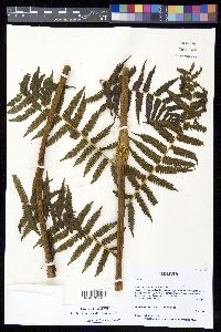 Cyathea austropallescens image