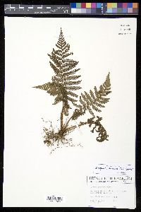 Cyathea pubescens image