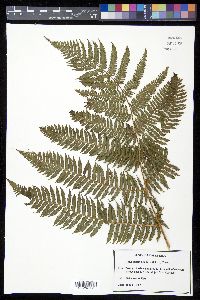 Cyathea bicrenata image