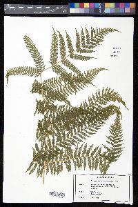 Cyathea bicrenata image