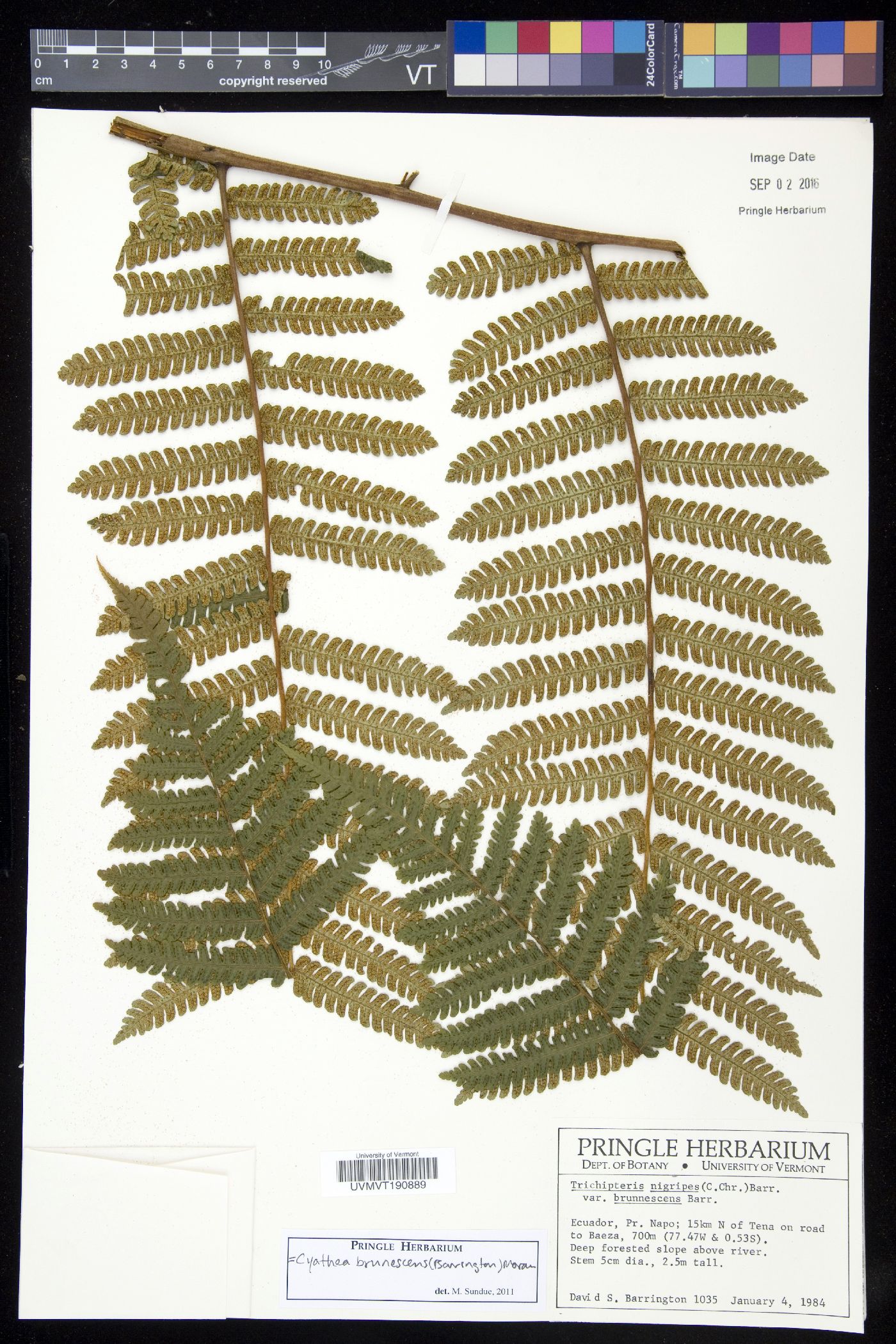 Cyathea brunnescens image