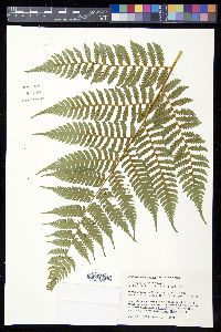 Cyathea caracasana var. caracasana image