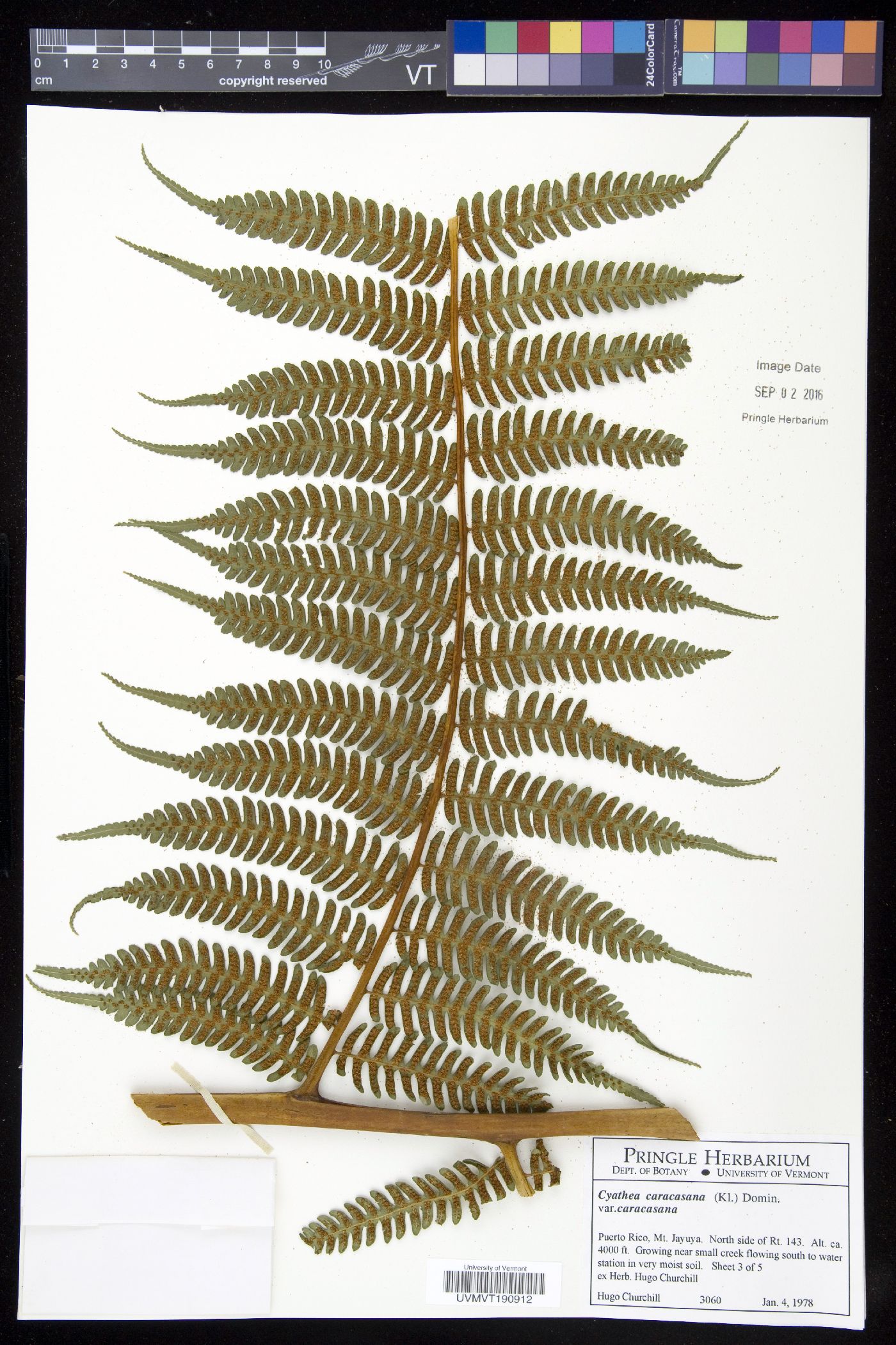 Cyathea caracasana var. caracasana image