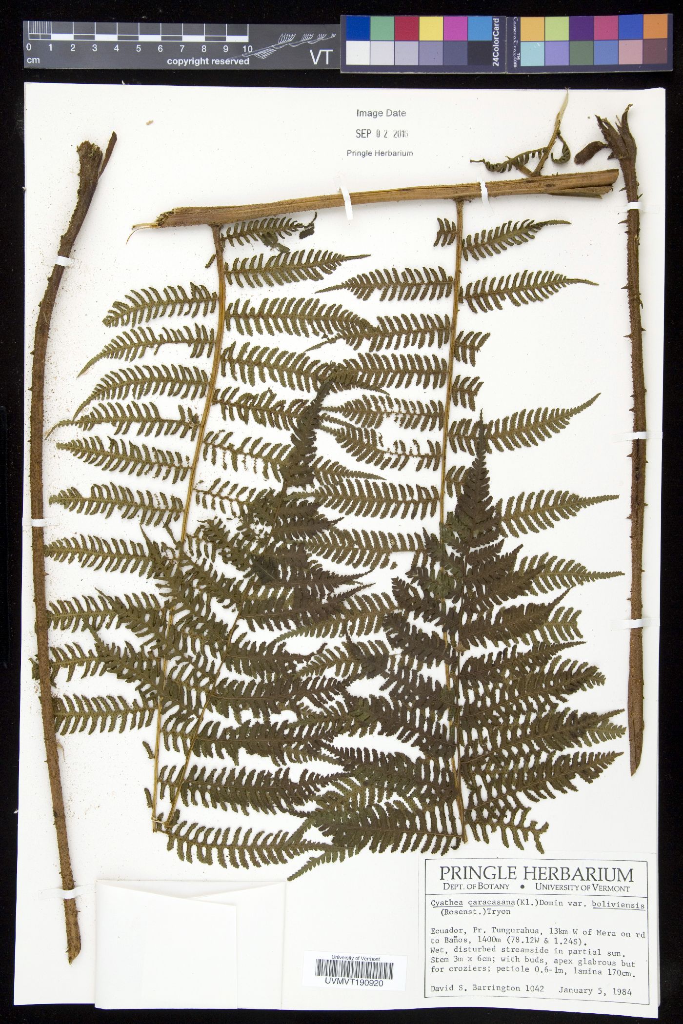 Cyathea squamipes image