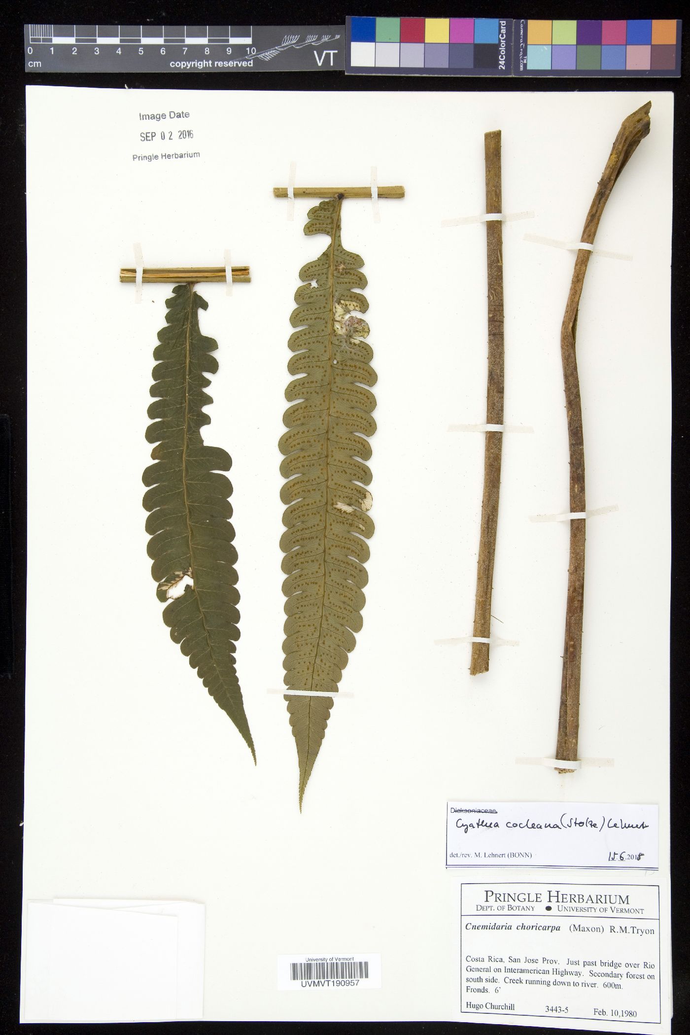 Cyathea cocleana image