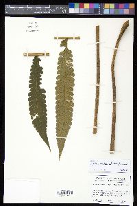 Cyathea cocleana image