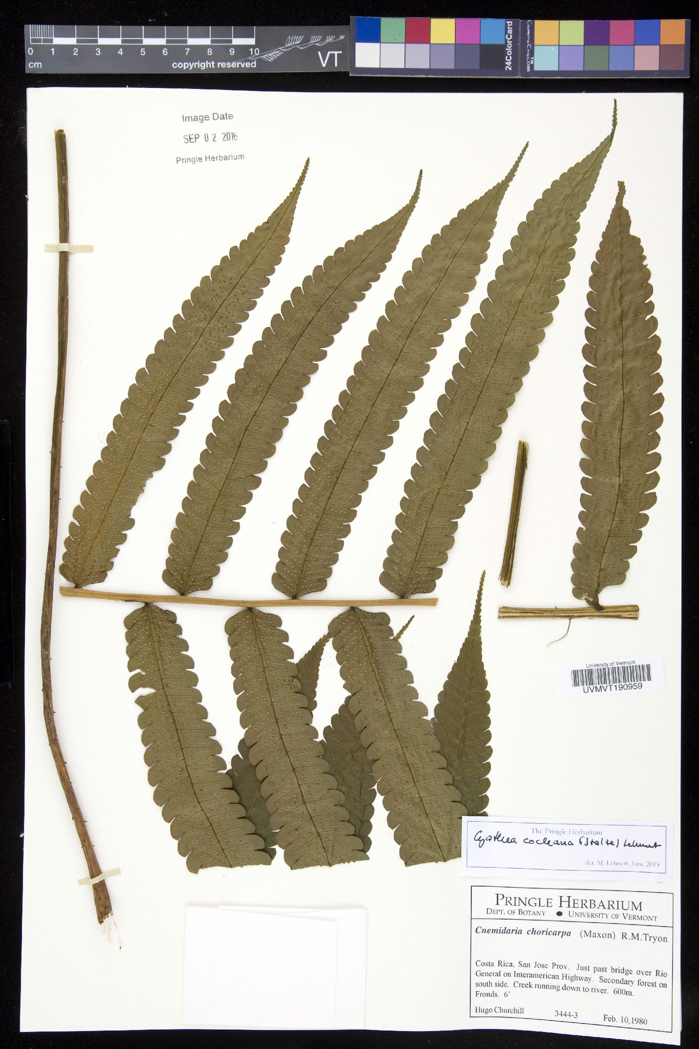 Cyathea cocleana image