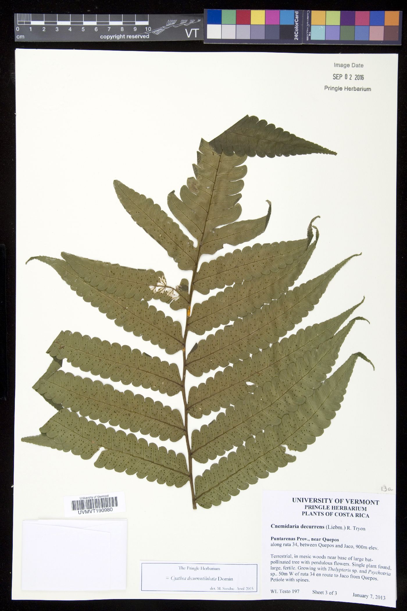 Cyathea decurrentiloba image