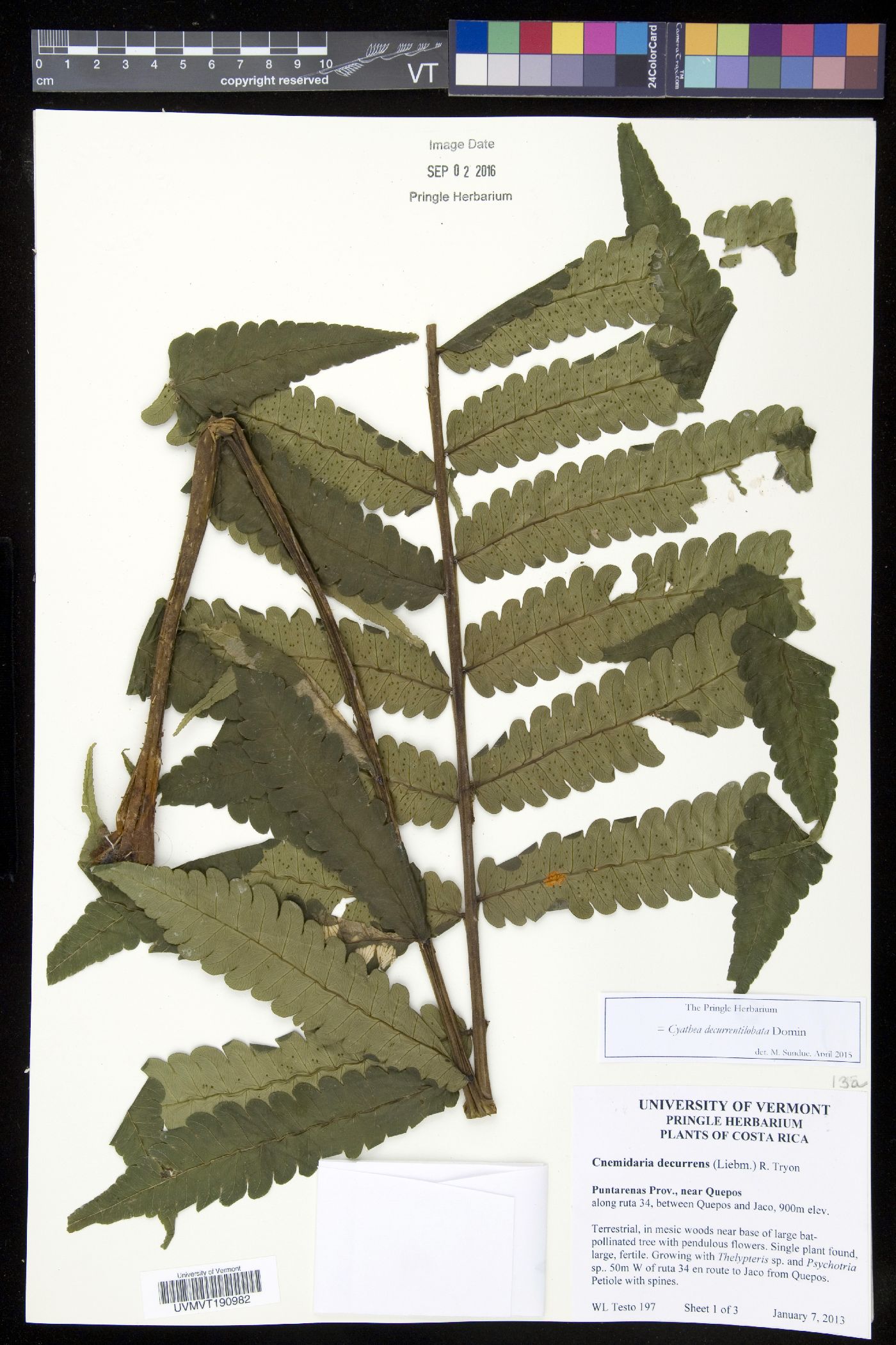 Cyathea decurrentiloba image