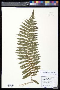 Cyathea delgadii image