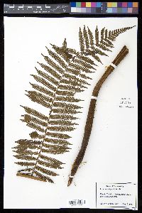 Cyathea delgadii image