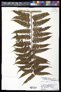 Cyathea divergens image