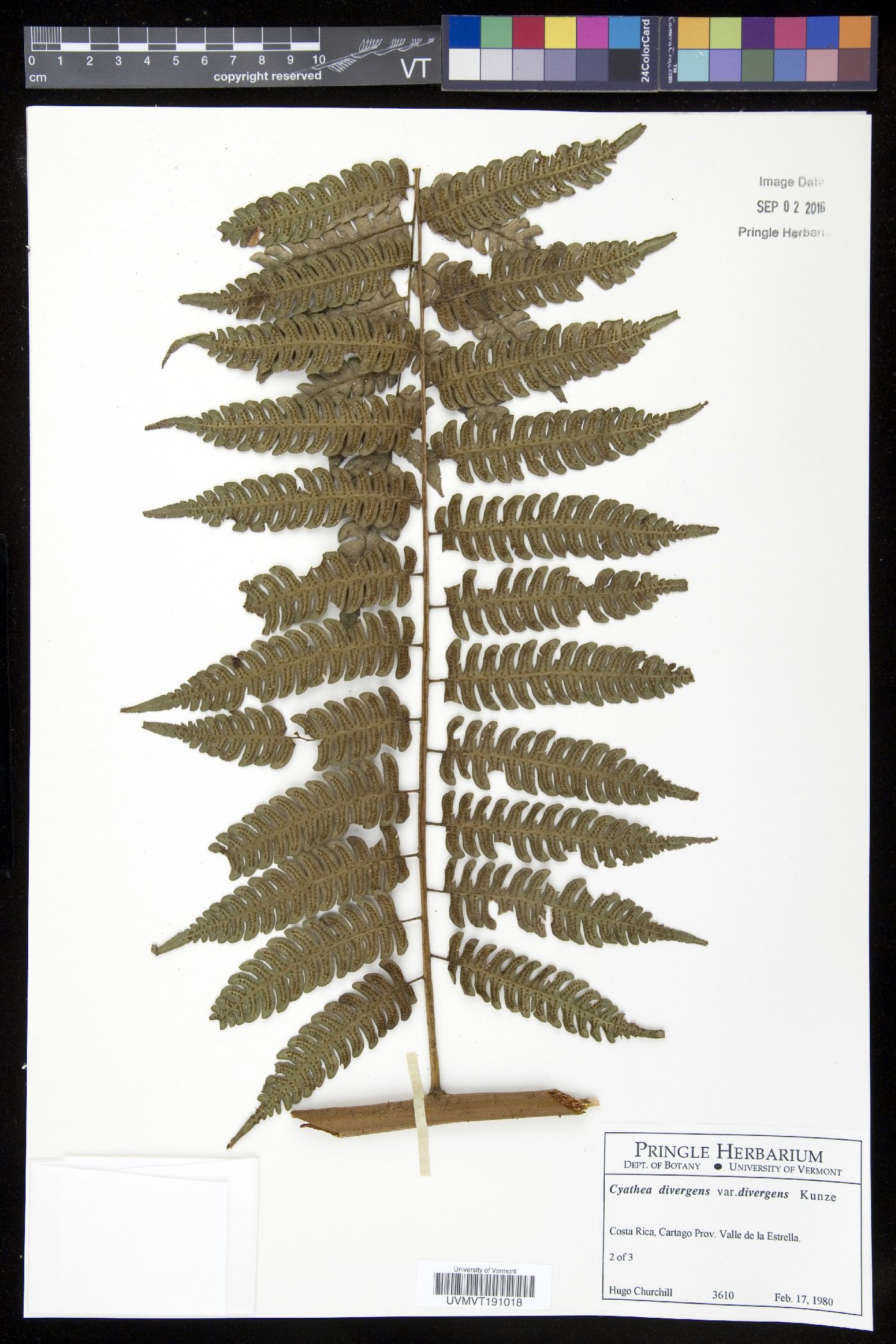 Cyathea divergens var. divergens image