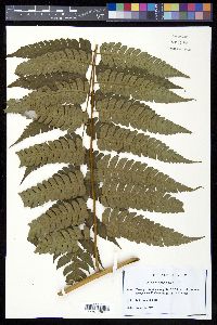 Cyathea divergens image