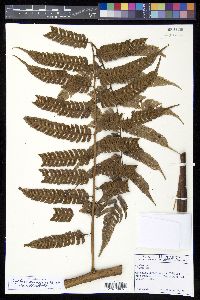 Cyathea divergens image