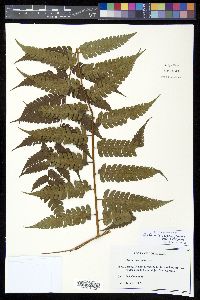 Cyathea divergens image