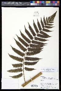 Cyathea divergens var. divergens image