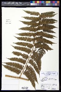 Cyathea divergens image