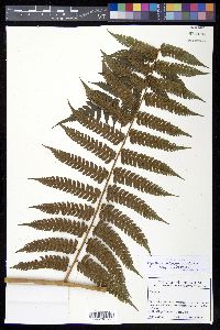 Cyathea divergens var. divergens image