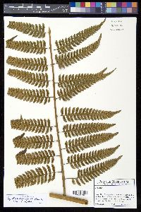 Cyathea divergens image